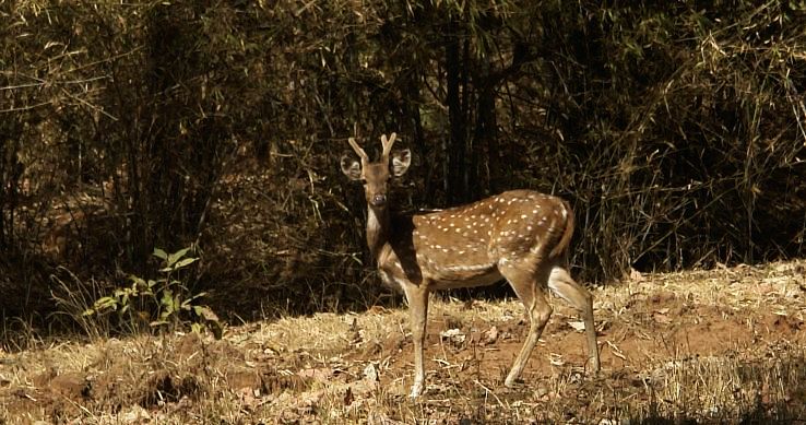 2. Bandhavgarh National Park